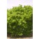 Photo Courtesy of Bailey Nurseries Inc.
