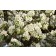 Pyrus calleryana - Spring Blossoms (Generic)