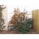 ©photo ArborTanics Inc.