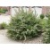 ©photo ArborTanics Inc.