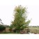 ©photo ArborTanics Inc.