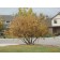 ©photo ArborTanics Inc.