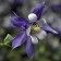 Photo Courtesy of Syngenta Flowers