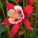 Photo Courtesy of Syngenta Flowers