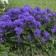 Photo Courtesy of Walter's Gardens, Inc.