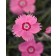 Photo Courtesy of Ball Horticultural Company