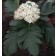 Photo Courtesy of Bailey Nurseries Inc.