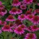 Photo Courtesy of Walter's Gardens, Inc.