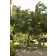Photo Courtesy of Bailey Nurseries Inc.