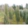 ©ArborTanics Inc.