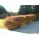 Hedge Planting ©photo ArborTanics Inc.