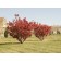 ©photo ArborTanics Inc.