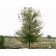 ©photo ArborTanics Inc.