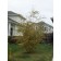 ©photo ArborTanics Inc.
