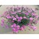Photo Courtesy of Ball Horticultural Company