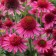 Photo Courtesy of Walter's Gardens, Inc.