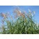 Photo courtesy of Star® Roses and Plants