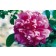 Photo Courtesy of Bailey Nurseries Inc.