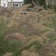 Photo Courtesy of Walter's Gardens, Inc.
