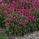 Photo Courtesy of Walter's Gardens, Inc.