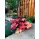 Photo Courtesy of TERRA NOVA® Nurseries, Inc.