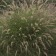 Photo Courtesy of Walter's Gardens, Inc.