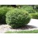 Sheared Form ©photo ArborTanics Inc.