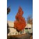 Photo courtesy of J.Frank Schmidt Nursery
