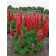 Photo Courtesy of Ball Horticultral Company