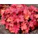 Photo Courtesy of TERRA NOVA® Nurseries, Inc.