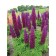 Photo Courtesy of Ball Horticultural Company