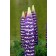 Photo Courtesy of Ball Horticultural Company