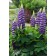 Photo Courtesy of Ball Horticultural Company