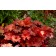Photo Courtesy of TERRA NOVA® Nurseries, Inc.