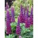 Photo Courtesy of Ball Horticultural Company