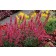 Photo Courtesy of TERRA NOVA® Nurseries, Inc.