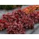 Photo Courtesy of TERRA NOVA® Nurseries, Inc.