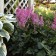 Photo Courtesy of Walter's Gardens, Inc.