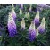 Photo Courtesy of Ball Horticultural Company