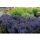 Photo Courtesy of TERRA NOVA® Nurseries, Inc.
