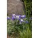 Photo Courtesy of Syngenta Flowers