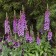 Photo Courtesy of Walter's Gardens, Inc.