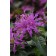 Photo Courtesy of Ball Horticultural Company