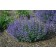 Photo Courtesy of Ball Horticultural Company