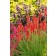 Photo Courtesy of TERRA NOVA® Nurseries, Inc.
