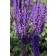 Photo Courtesy of Ball Horticultural Company