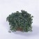 Photo Courtesy of Ball Horticultural Company