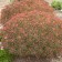 Photo Courtesy of Walter's Gardens, Inc.