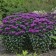 Photo Courtesy of Walter's Gardens, Inc.