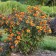 Photo Courtesy of Walter's Gardens, Inc.
